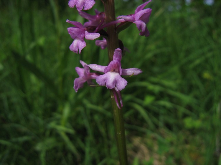 Gymnadenia conopsea